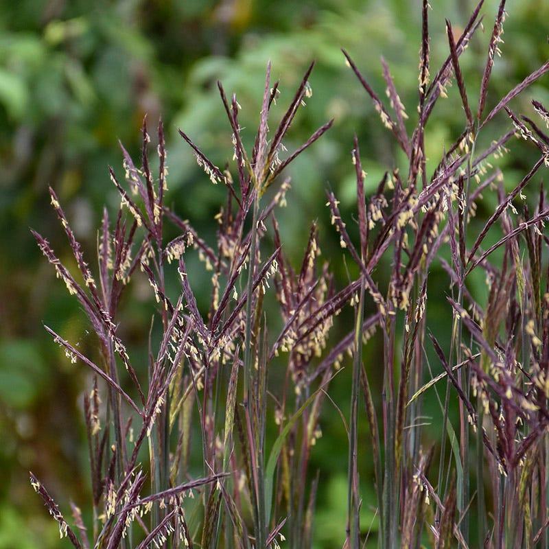 G0131 Grass, Andropogon Gerardii 'blackhawks' - View 28 from www redcrocus com