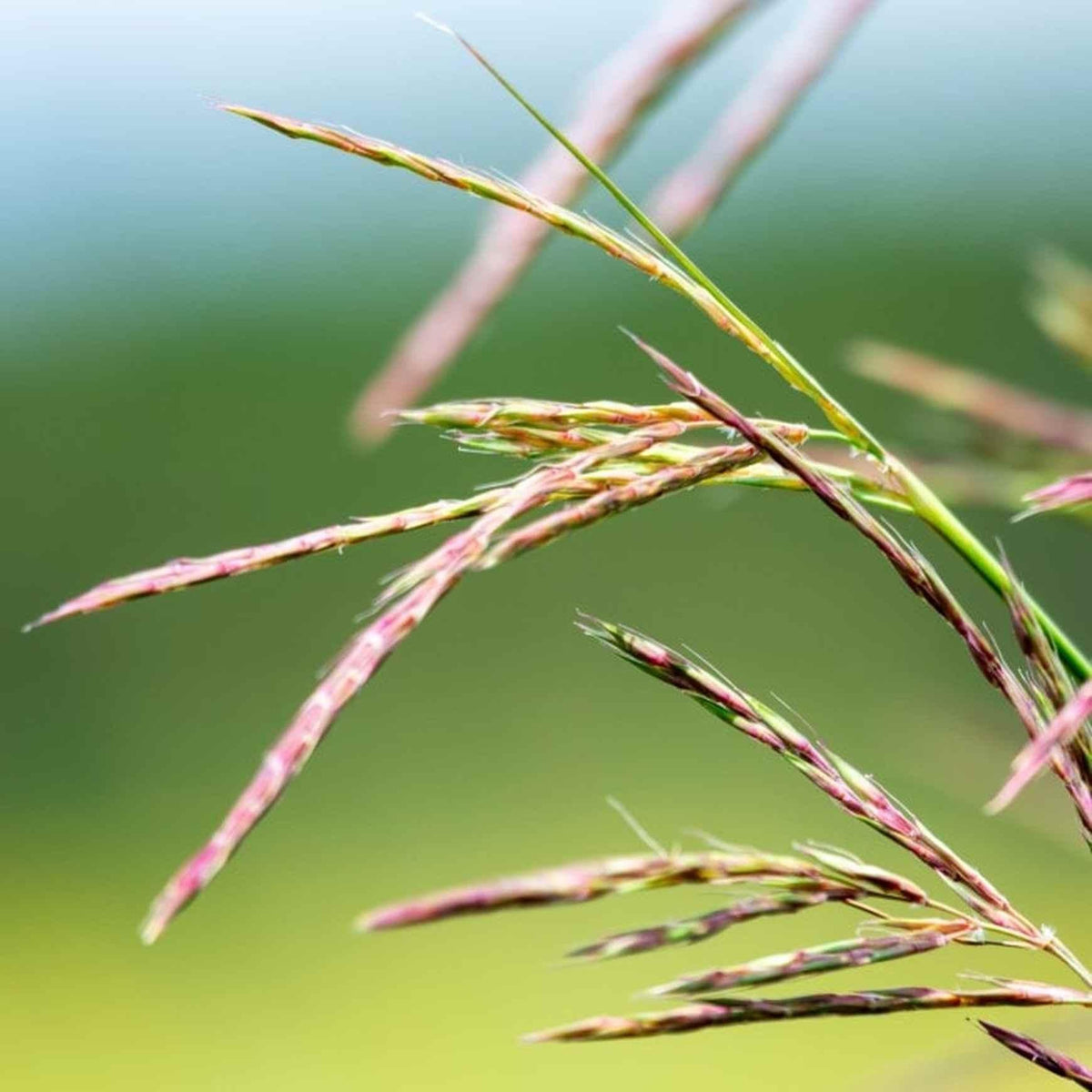 G0131 Grass, Andropogon Gerardii 'blackhawks' - View 29 from www redcrocus com