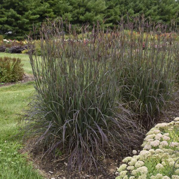 G0131 Grass, Andropogon Gerardii 'blackhawks' - View 2 from www redcrocus com