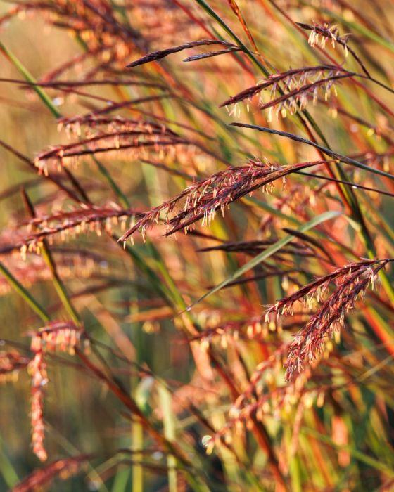 G0131 Grass, Andropogon Gerardii 'blackhawks' - View 30 from www redcrocus com