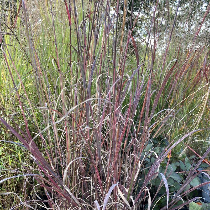 G0131 Grass, Andropogon Gerardii 'blackhawks' - View 31 from www redcrocus com