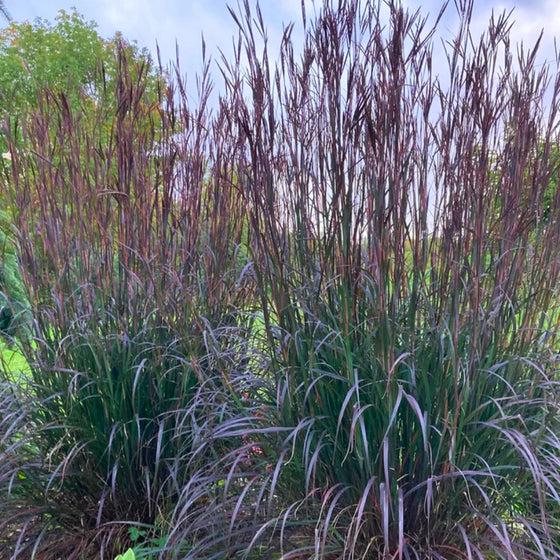 G0131 Grass, Andropogon Gerardii 'blackhawks' - View 32 from www redcrocus com