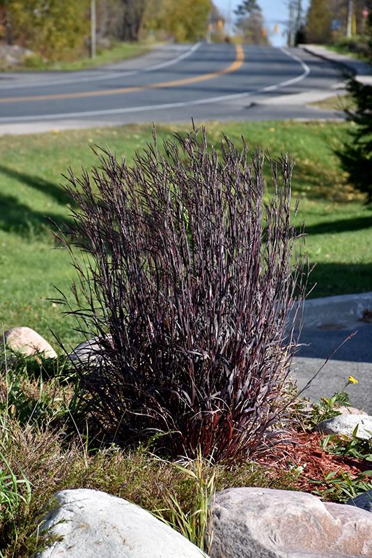 G0131 Grass, Andropogon Gerardii 'blackhawks' - View 33 from www redcrocus com