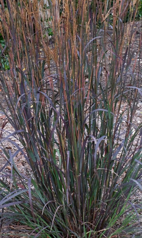 G0131 Grass, Andropogon Gerardii 'blackhawks' - View 34 from www redcrocus com