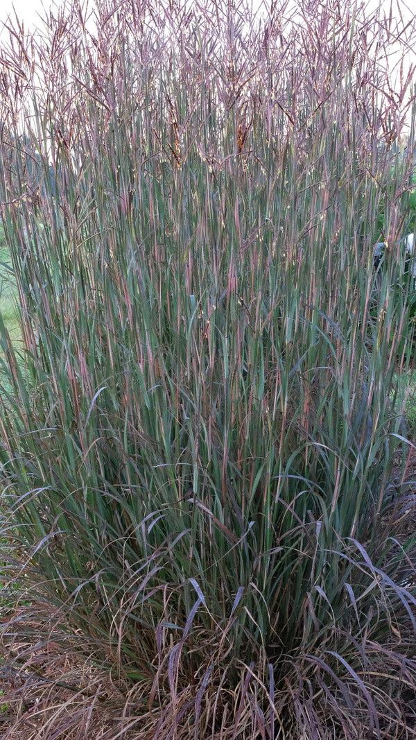 G0131 Grass, Andropogon Gerardii 'blackhawks' - View 35 from www redcrocus com