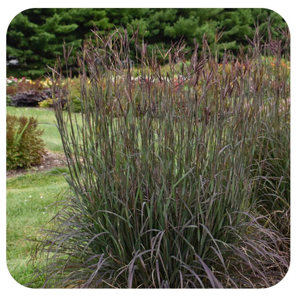 G0131 Grass, Andropogon Gerardii 'blackhawks' - View 38 from www redcrocus com