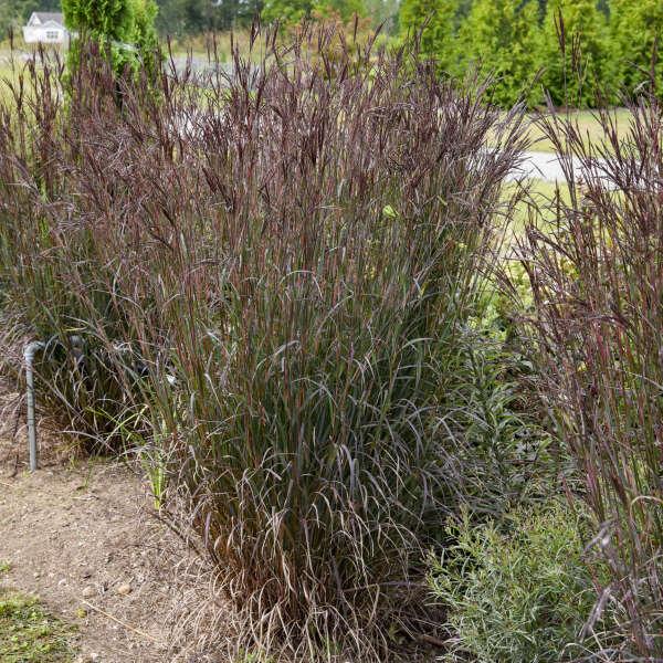 G0131 Grass, Andropogon Gerardii 'blackhawks' - View 3 from www redcrocus com