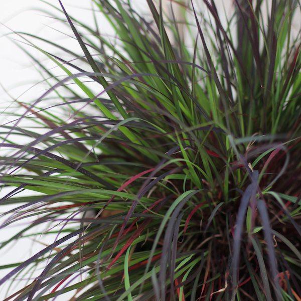 G0131 Grass, Andropogon Gerardii 'blackhawks' - View 40 from www redcrocus com