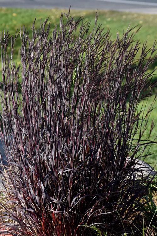 G0131 Grass, Andropogon Gerardii 'blackhawks' - View 4 from www redcrocus com