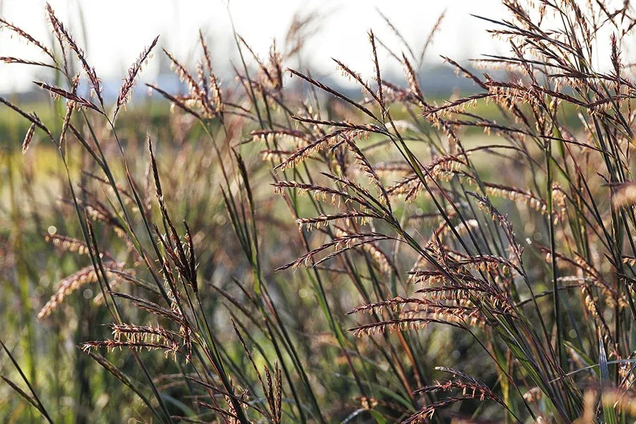 G0131 Grass, Andropogon Gerardii 'blackhawks' - View 5 from www redcrocus com