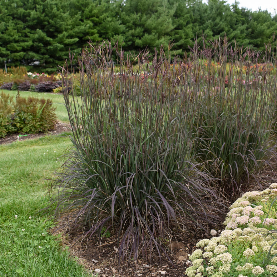 G0131 Grass, Andropogon Gerardii 'blackhawks' - View 7 from www redcrocus com