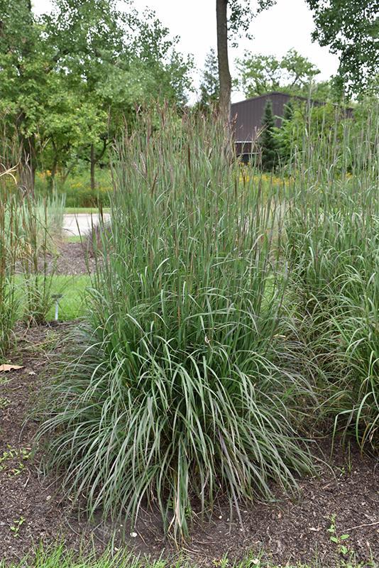 G0131 Grass, Andropogon Gerardii 'blackhawks' - View 9 from www redcrocus com