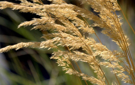 G0001 Grass, Calamagrostis X Acutiflora 'karl Foerster' - View 28 from www redcrocus com
