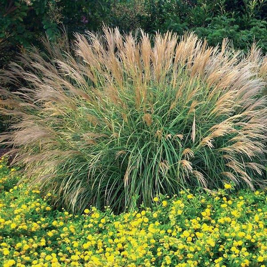 G0003 Grass, Miscanthus Sinensis 'gracillimus' - View 13 from www redcrocus com