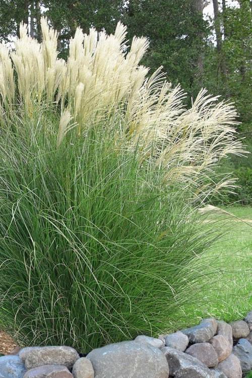 G0003 Grass, Miscanthus Sinensis 'gracillimus' - View 5 from www redcrocus com