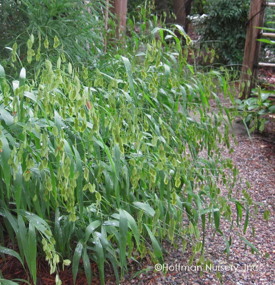 G0010 Grass, Chasmanthium Latifolium - View 12 from www redcrocus com