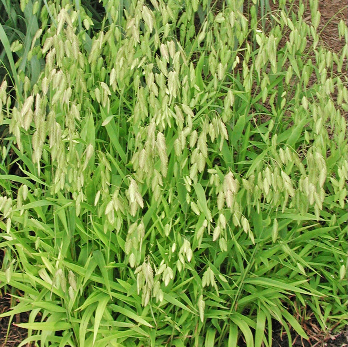 G0010 Grass, Chasmanthium Latifolium - View 14 from www redcrocus com