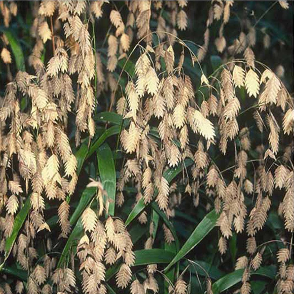 G0010 Grass, Chasmanthium Latifolium - View 16 from www redcrocus com