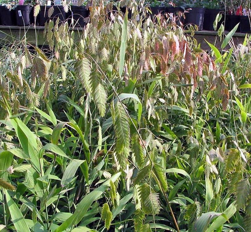 G0010 Grass, Chasmanthium Latifolium - View 21 from www redcrocus com