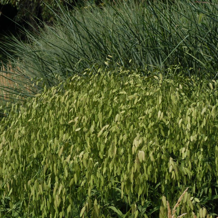 G0010 Grass, Chasmanthium Latifolium - View 24 from www redcrocus com