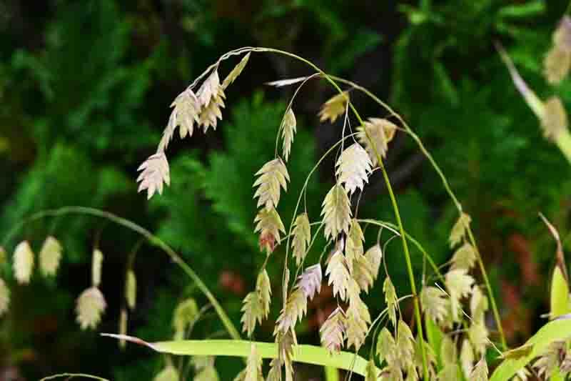 G0010 Grass, Chasmanthium Latifolium - View 26 from www redcrocus com