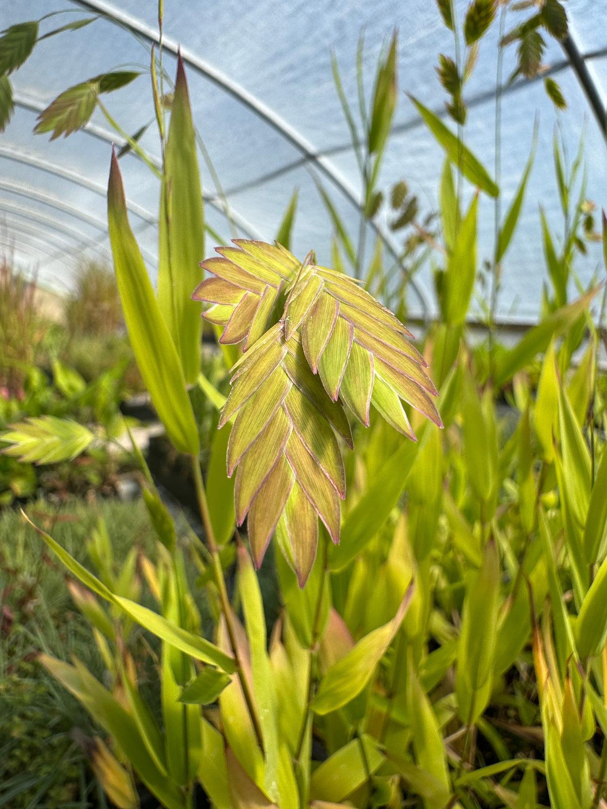 G0010 Grass, Chasmanthium Latifolium - View 27 from www redcrocus com
