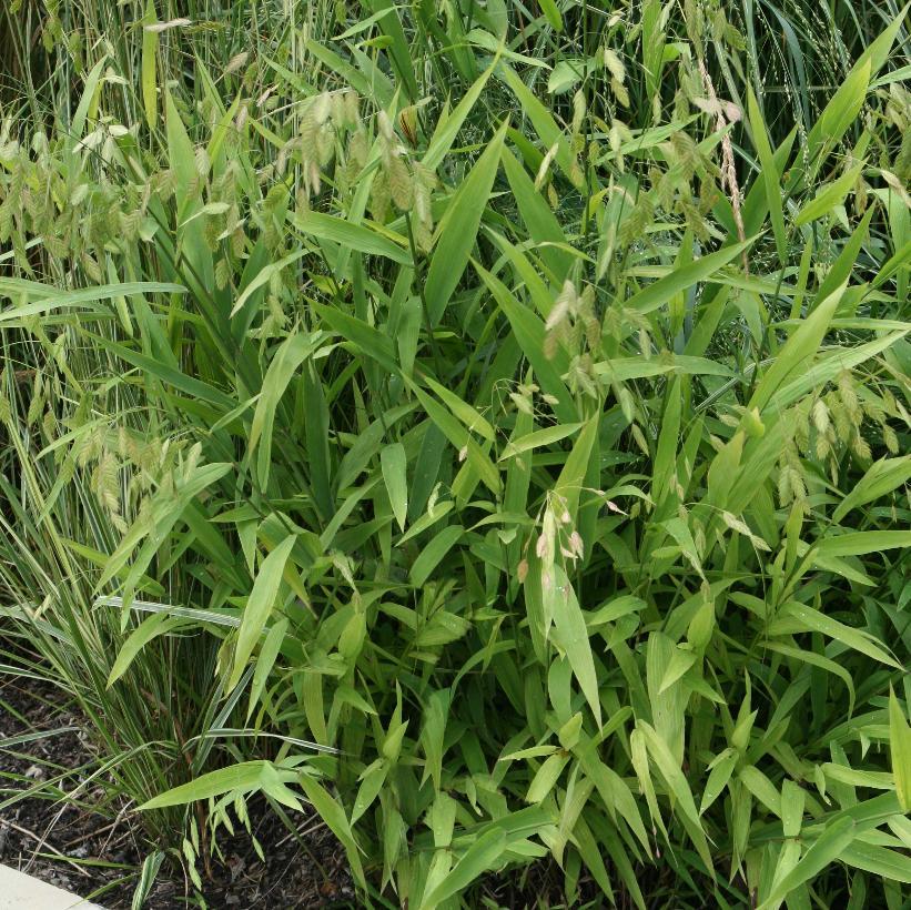 G0010 Grass, Chasmanthium Latifolium - View 28 from www redcrocus com