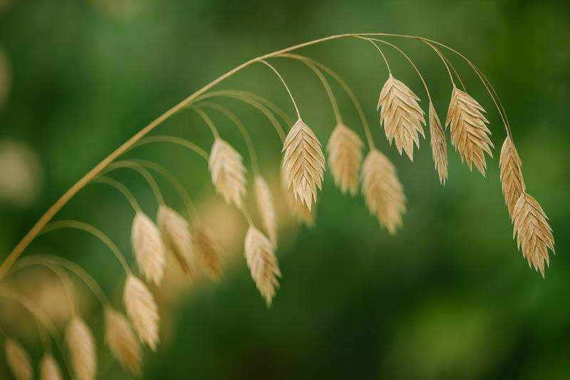 G0010 Grass, Chasmanthium Latifolium - View 2 from www redcrocus com