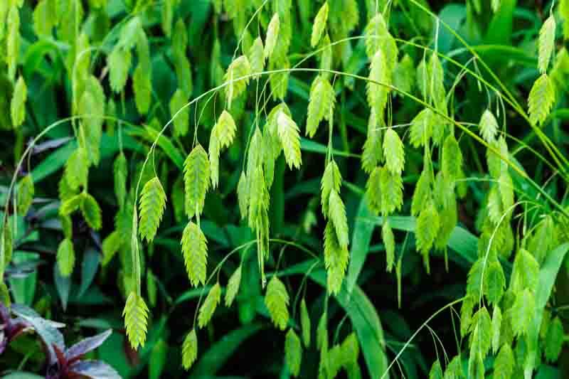 G0010 Grass, Chasmanthium Latifolium - View 30 from www redcrocus com