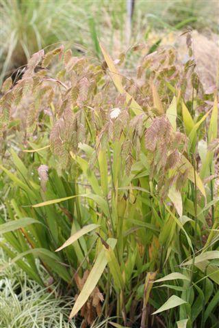 G0010 Grass, Chasmanthium Latifolium - View 31 from www redcrocus com