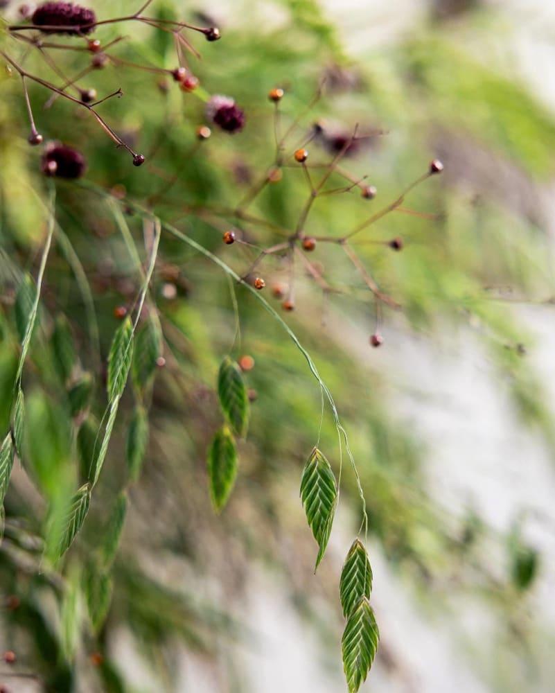 G0010 Grass, Chasmanthium Latifolium - View 33 from www redcrocus com