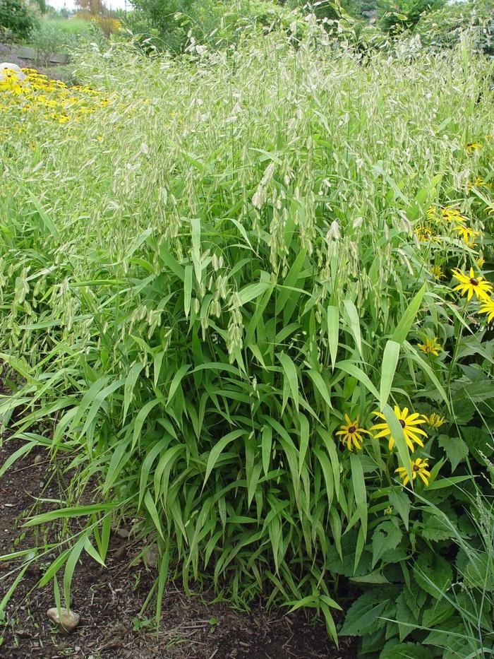 G0010 Grass, Chasmanthium Latifolium - View 36 from www redcrocus com