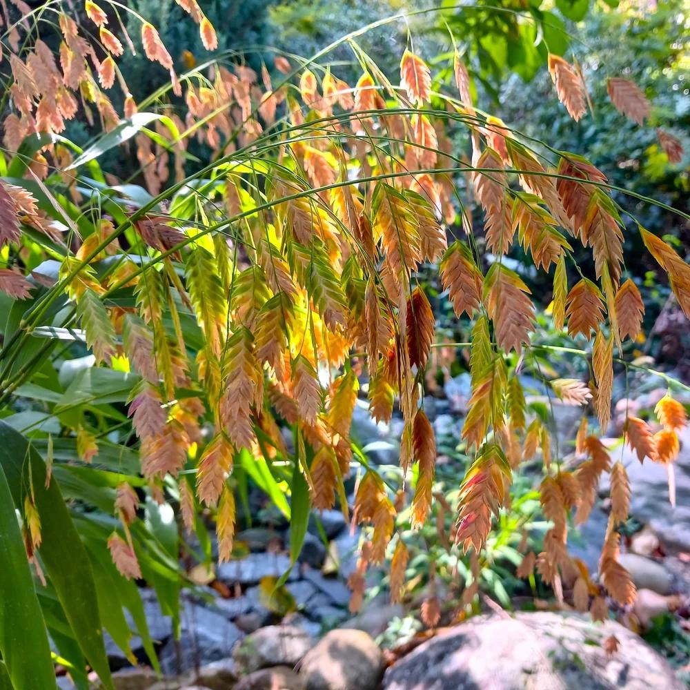 G0010 Grass, Chasmanthium Latifolium - View 37 from www redcrocus com