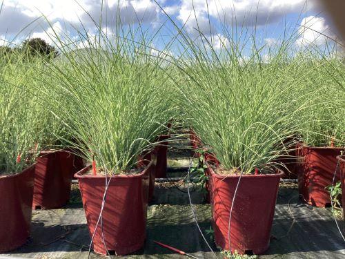G0012 Grass, Miscanthus Sinensis 'morning Light' - View 12 from www redcrocus com