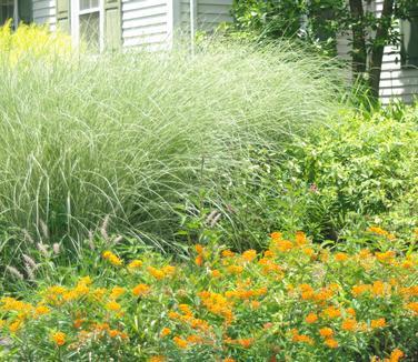 G0012 Grass, Miscanthus Sinensis 'morning Light' - View 13 from www redcrocus com