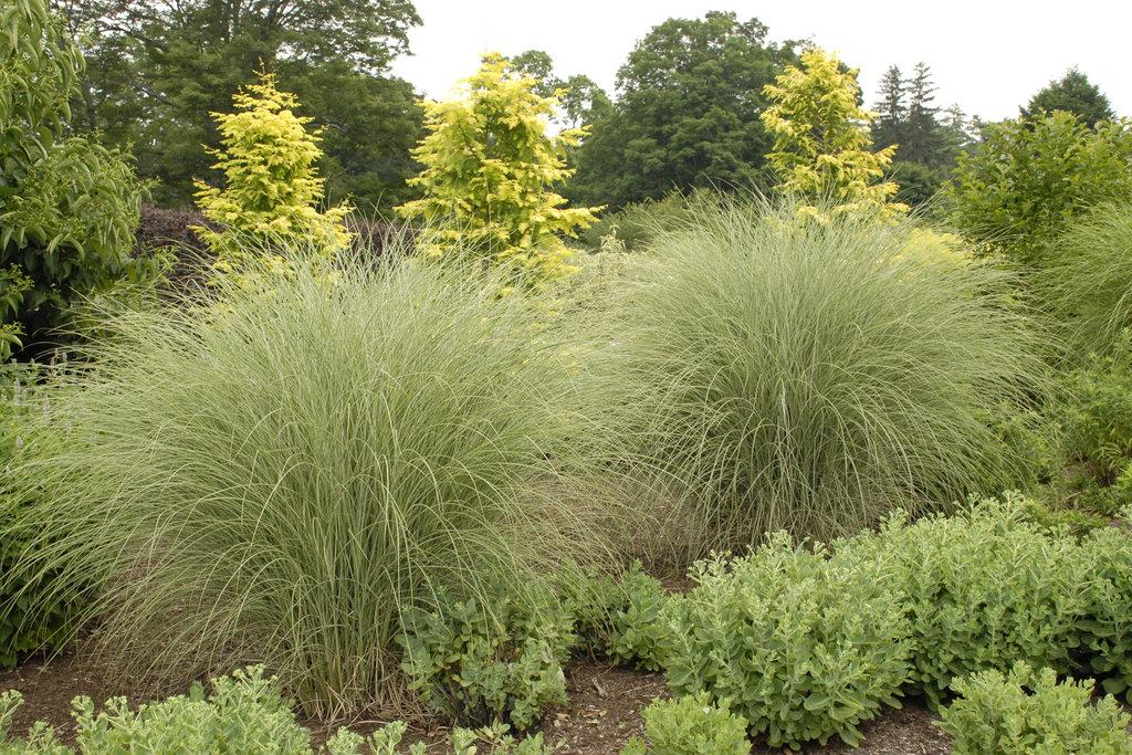 G0012 Grass, Miscanthus Sinensis 'morning Light' - View 14 from www redcrocus com
