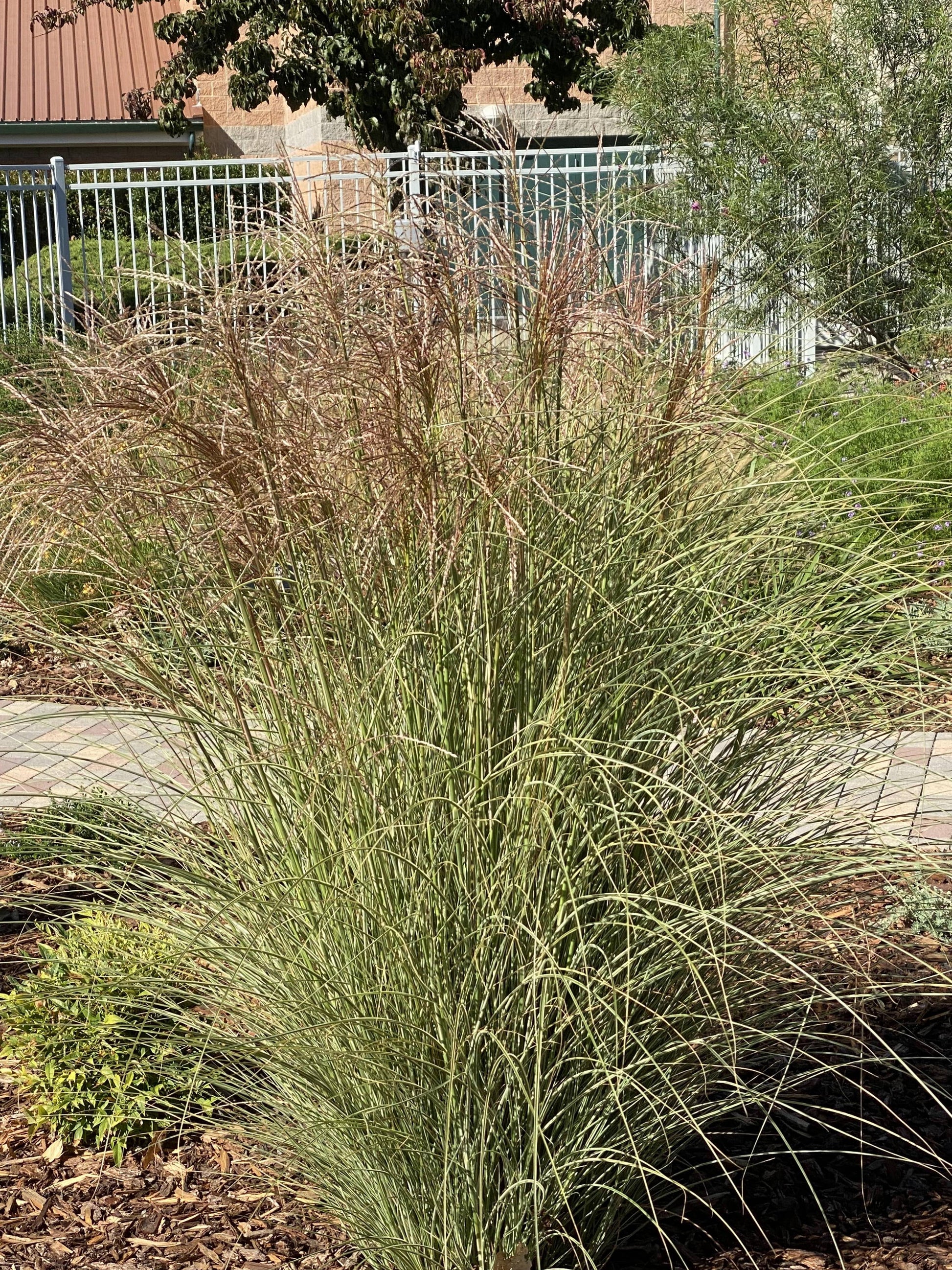 G0012 Grass, Miscanthus Sinensis 'morning Light' - View 16 from www redcrocus com