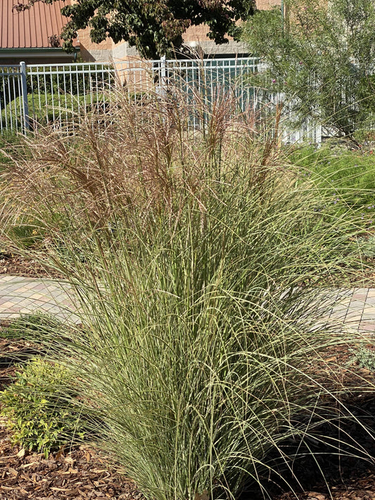 G0012 Grass, Miscanthus Sinensis 'morning Light' - View 16 from www redcrocus com
