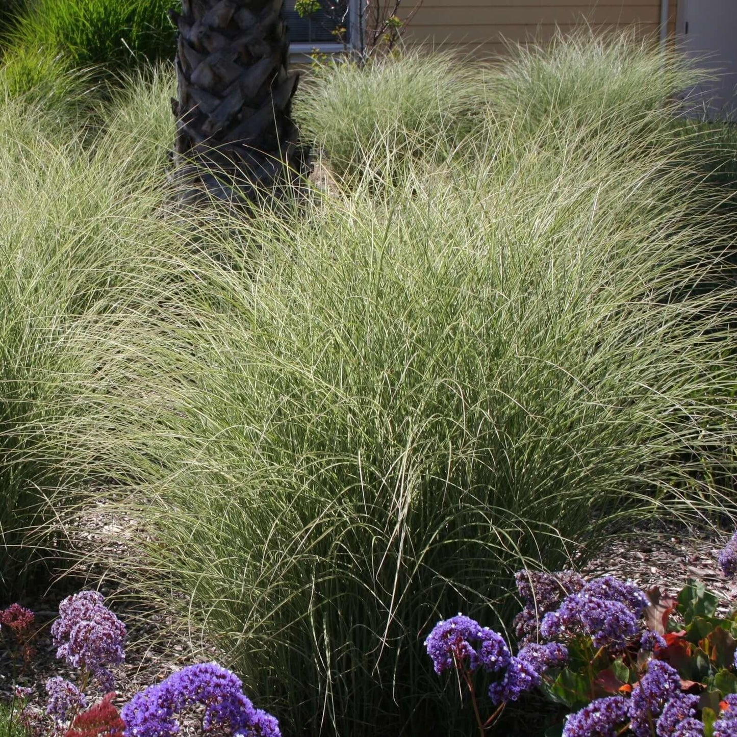 G0012 Grass, Miscanthus Sinensis 'morning Light' - View 19 from www redcrocus com