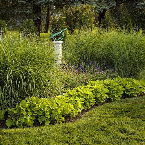 G0012 Grass, Miscanthus Sinensis 'morning Light' - View 21 from www redcrocus com