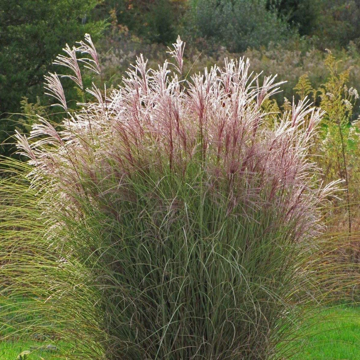 G0012 Grass, Miscanthus Sinensis 'morning Light' - View 23 from www redcrocus com