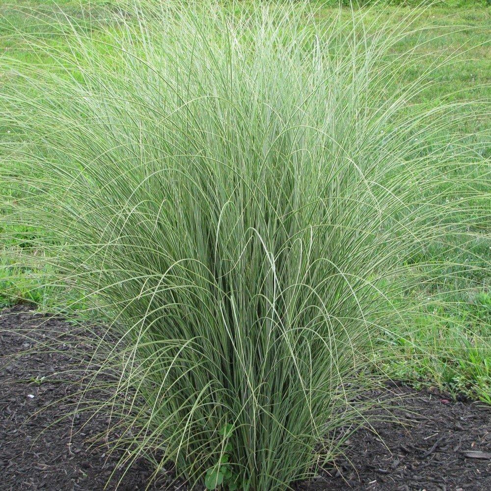 G0012 Grass, Miscanthus Sinensis 'morning Light' - View 24 from www redcrocus com