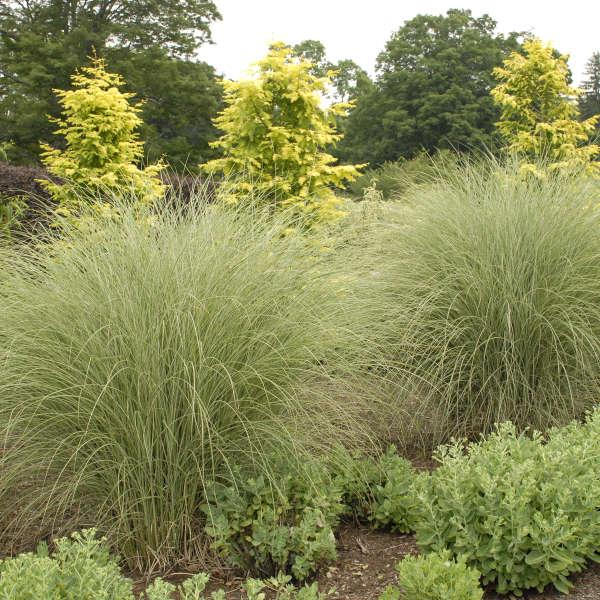 G0012 Grass, Miscanthus Sinensis 'morning Light' - View 2 from www redcrocus com