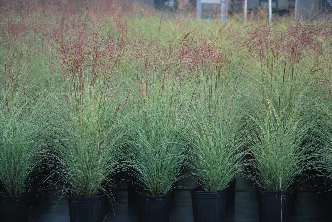 G0012 Grass, Miscanthus Sinensis 'morning Light' - View 30 from www redcrocus com