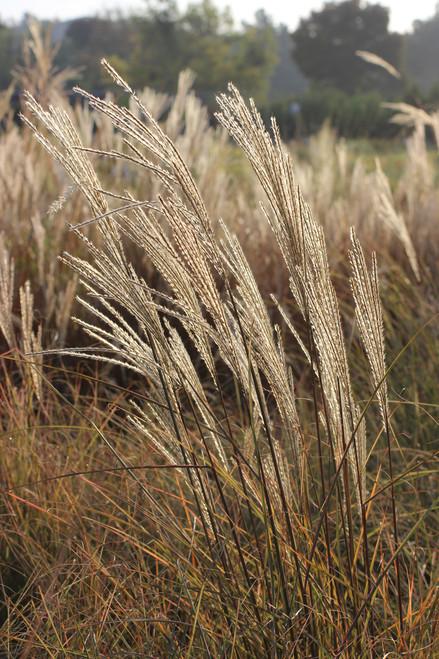 G0012 Grass, Miscanthus Sinensis 'morning Light' - View 31 from www redcrocus com