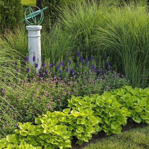G0012 Grass, Miscanthus Sinensis 'morning Light' - View 32 from www redcrocus com