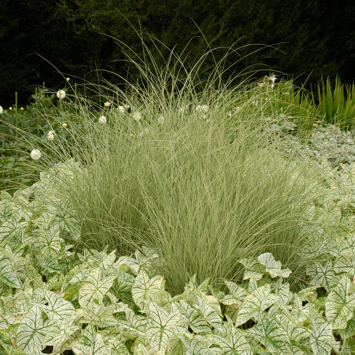 G0012 Grass, Miscanthus Sinensis 'morning Light' - View 33 from www redcrocus com