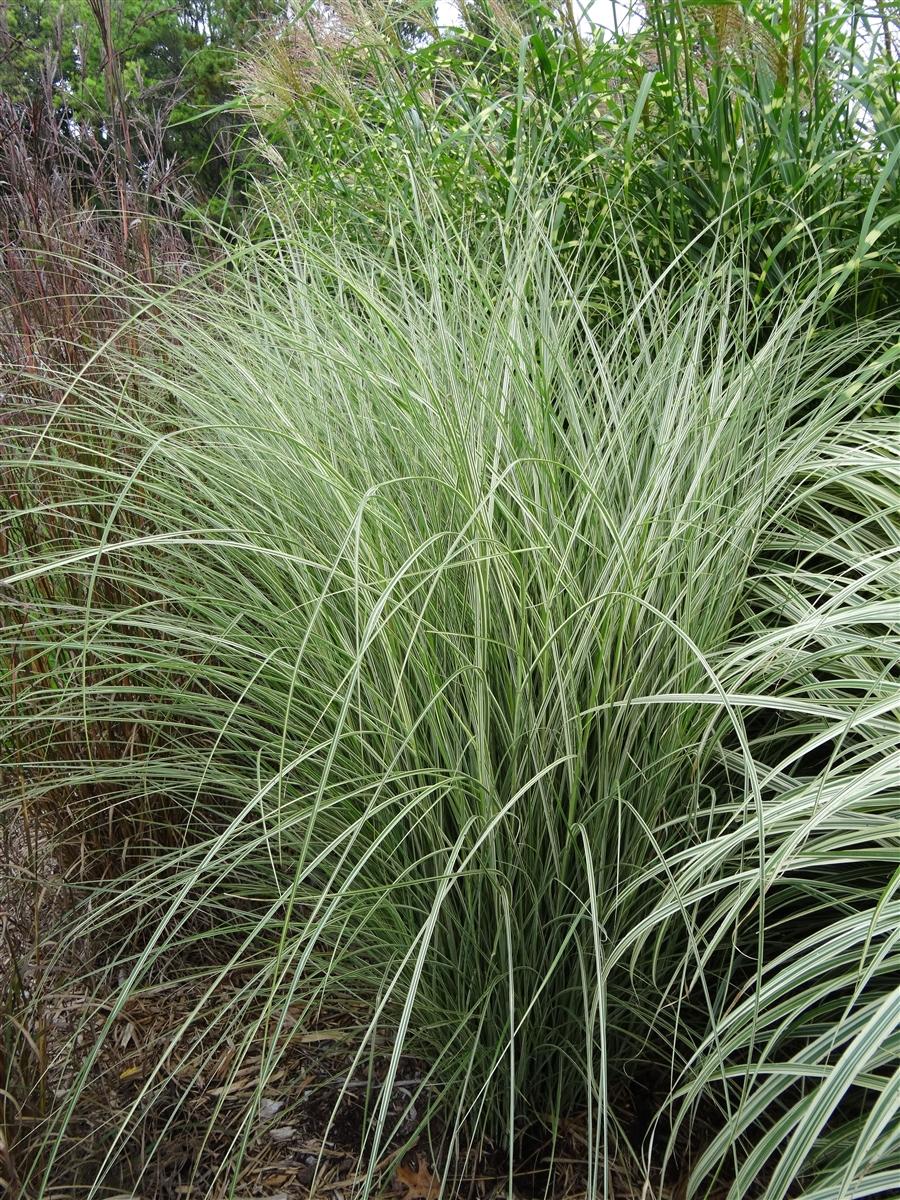 G0012 Grass, Miscanthus Sinensis 'morning Light' - View 35 from www redcrocus com