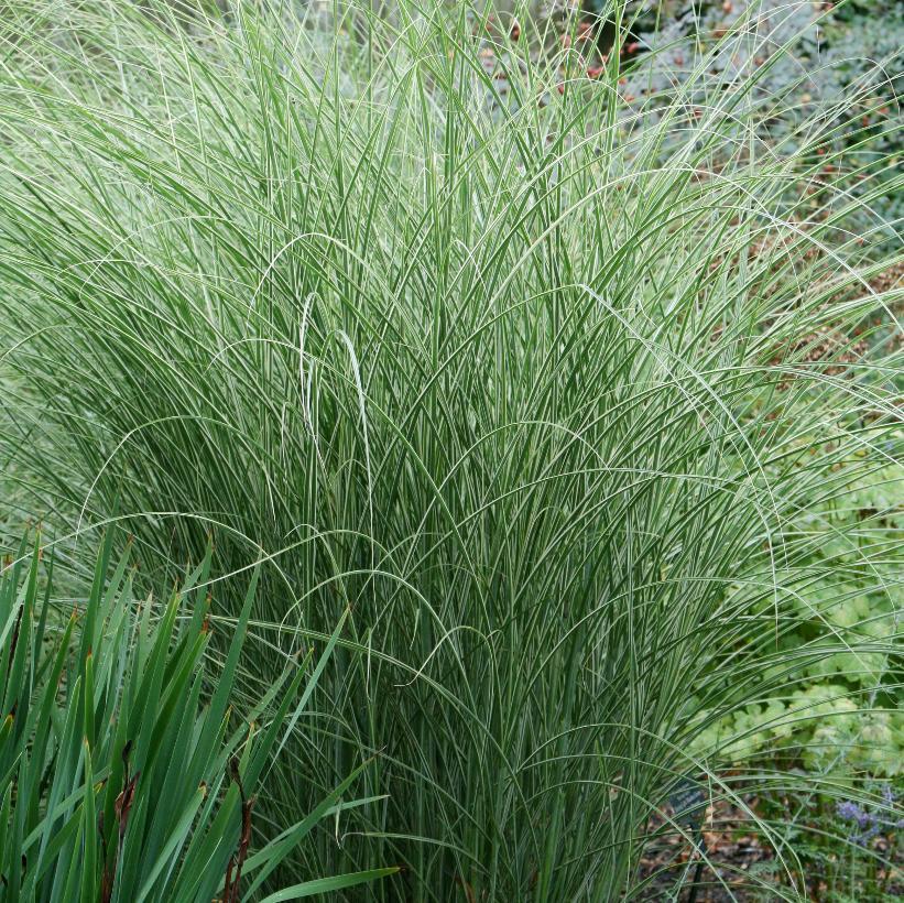 G0012 Grass, Miscanthus Sinensis 'morning Light' - View 37 from www redcrocus com