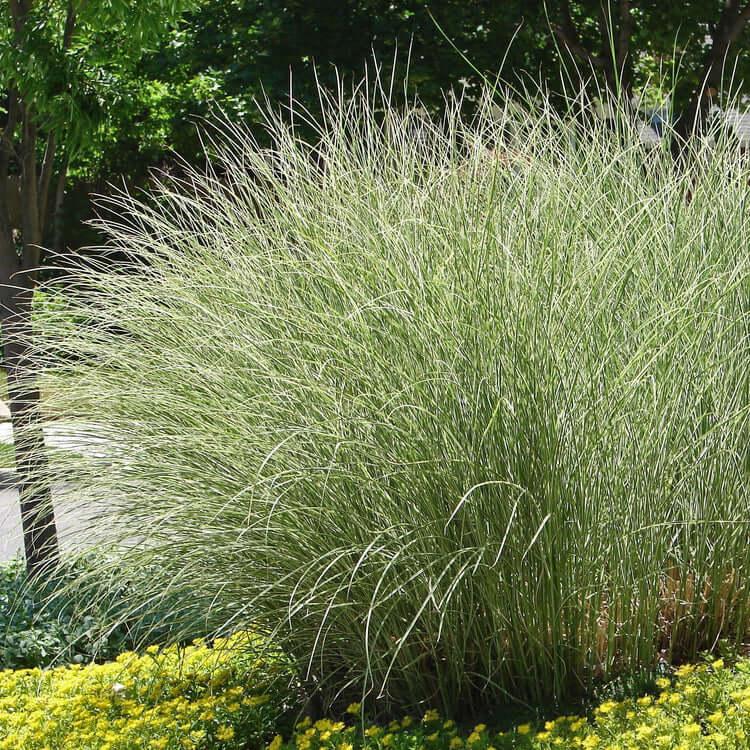 G0012 Grass, Miscanthus Sinensis 'morning Light' - View 4 from www redcrocus com